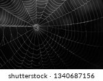 Spider Web In The Darks. 