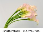 Light Pink Calla Lily Flower On ...