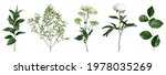 mix of herbs and plants vector... | Shutterstock .eps vector #1978035269