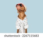 Lovable, pretty brown puppy and red sunglasses. Travel preparation and planning. Close-up, indoors. Studio photo, isolated background. Concept of recreation, travel and tourism. Pets care