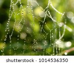 Spider Web At Grass   Grass Is...