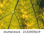 Detail On Vine Leaf With Sun ...