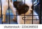 Small photo of Tiny homeless puppy sits in corner of cage at shelter. Black and white dog cobby chihuahua gets angry and fights with active and playful beige pug dog. Dogs in cage can't get along with each other.