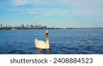 Small photo of Swan on Lake Ontario close-up cinematic dives amidst nature's splendor Toronto's skyline frames swan's graceful movement. Swan in water epitomizing peaceful coexistence with urban environment.