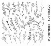 black hand drawn herbs  plants... | Shutterstock .eps vector #609456620