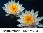 Small photo of Rain drops water of beautiful waterlily or lotus flowers blooming at the pond with green leaves as background.Blooming Violet Lotus flowers or Nymphaea nouchali is a waterlily of genus Nymphomania