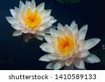 Small photo of Rain drops water of beautiful waterlily or lotus flowers blooming at the pond with green leaves as background.Blooming Violet Lotus flowers or Nymphaea nouchali is a waterlily of genus Nymphomania