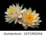Small photo of Rain drops water of beautiful waterlily or lotus flowers blooming at the pond .Blooming Violet Lotus flowers or Nymphaea nouchali is a waterlily of genus Nymphomania