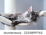 Cute tabby silver grey young maine coon cat lying on hammock on cat tree at home looking at camera.  4 month old kitten relaxing