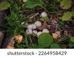 Prickly Puffball Mushroom Grows ...