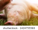 Small photo of A contented pink pig smiles on the grass, snout and nose full frame. Satisfied parasynok rests, sleeps without a trace on a green lawn in the rays of sunlight