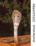 Small photo of Spectacled cobra, Naja naja, Bangalore, Karnataka. The Indian cobra is one the big four venomous species that inflict the most snakebites on humans in India