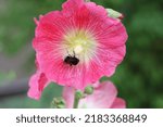 Bumblebee Pollinates Flower Bud ...