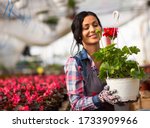 Small photo of Gardener in a greenhouse producing seasonal flowers. Taking care about plants, checking humidity in the flower pots and catch sight of some potential disease on right time. Daily routine of gardener.