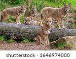 Small photo of Family pack of five red wolves standing or sitting around a fallen tree, all looking toward the lens making a family portrait .The wolves in front are in focus, the wolves further behind softer focus