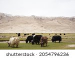 Group Of Yaks In The Green...