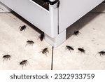 Cockroach infestation in the...