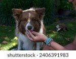 Small photo of Dog: a chocolate brown Border Collie is focussed on the camera as it takes a tidbit from its female owner