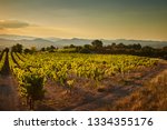 Vineyard At Sunset. A...