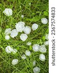 Small photo of Hail on green grass after hailstorm. Lawn covered in hailstones after a hail storm. Form of precipitation falls