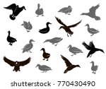 duck silhouettes isolated on... | Shutterstock . vector #770430490