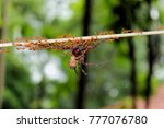 Small photo of Esprit de corps, ants carrying big spider for food.