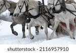 Small photo of The traditional Russian troika of horses is harnessed in a sleigh. Three Horses run across a snowy field.
