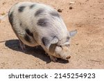 Small photo of Vietnamese Pot-bellied, exonym for the Lon I, Vietnamese or I pig, endangered traditional Vietnamese breed of small domestic pig in a farm, closeup