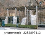 Small photo of Plants, bushes of roses or small trees in a park or garden covered with blanket, swath of burlap, frost protection bags or roll of fabric to protect them from frost, freeze and cold temperature
