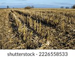 Small photo of Corn stubble and chaff in autumn field after corn harvest.