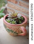 Succulents In A Ceramic Coffee...