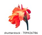 Orange Canna Flower Free Stock Photo - Public Domain Pictures