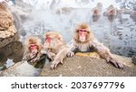 Group Of Snow Monkeys Sitting...