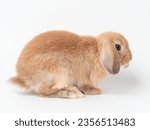 Small photo of Orange baby holland lop rabbit sitting on white background. Side view of holland lop rabbit.