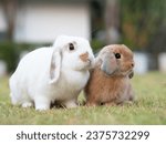 Small photo of Two holland lop rabbit at garden. Lovely adult and baby holland lop rabbit sitting on green grass and looking at camera.