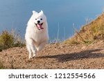 Small photo of Portrait of white running mad Samoyed crazy dog on a blue background of river