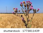 Small photo of Sow thistle against wheet field. Sonchus arvensis pink flower plant with buds and leaves. Sonchus plant is the form of weed of the agricultural fields. Selective focus.