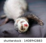 Small photo of loved skulk coloured ferret on the balcony smiling and cleaning its pelt happily