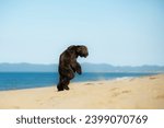 Small photo of Portrait of Funny Afghan Hound young dog having fun on the beach. Afghan hound puppy running at the seaside