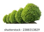 Small photo of Tropical plant flower bush shrub tree oblique angle isolated on white background with clipping path