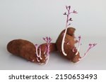 Sprouted Sweet Potato. The...