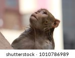 Small photo of Indian monkey looking so cute pic by Aj snick
