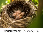 Small photo of Newborn blackbird are sleeping while their mother is out to find some food. The look so undefended and cute.