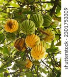 Small photo of Garcinia gummi-gutta is a tropical species of Garcinia native to Southeast Asia.names include Garcinia cambogia, as well as brindle berry, and Malabar tamarind. The fruit looks like a small pumpkin