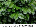 Small photo of Natural green leafy background. Wet juicy green leaves of the evergreen shrub Prunus laurocerasus close-up.