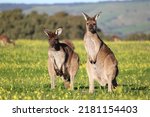 Joey kangaroos grazing in...