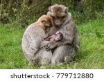 Barbary Macaque Monkey Family ...