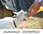 Closeup  White Goat Drinking...