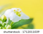 Macro White Flower Alyssum ...