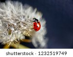 Dandelion Seeds And Ladybug